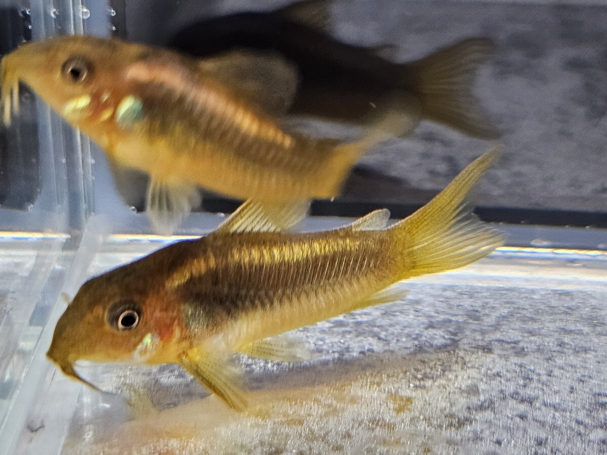 コリドラス・イルミネータス“ゴールド”<熱帯魚解説> | AQUALASSIC
