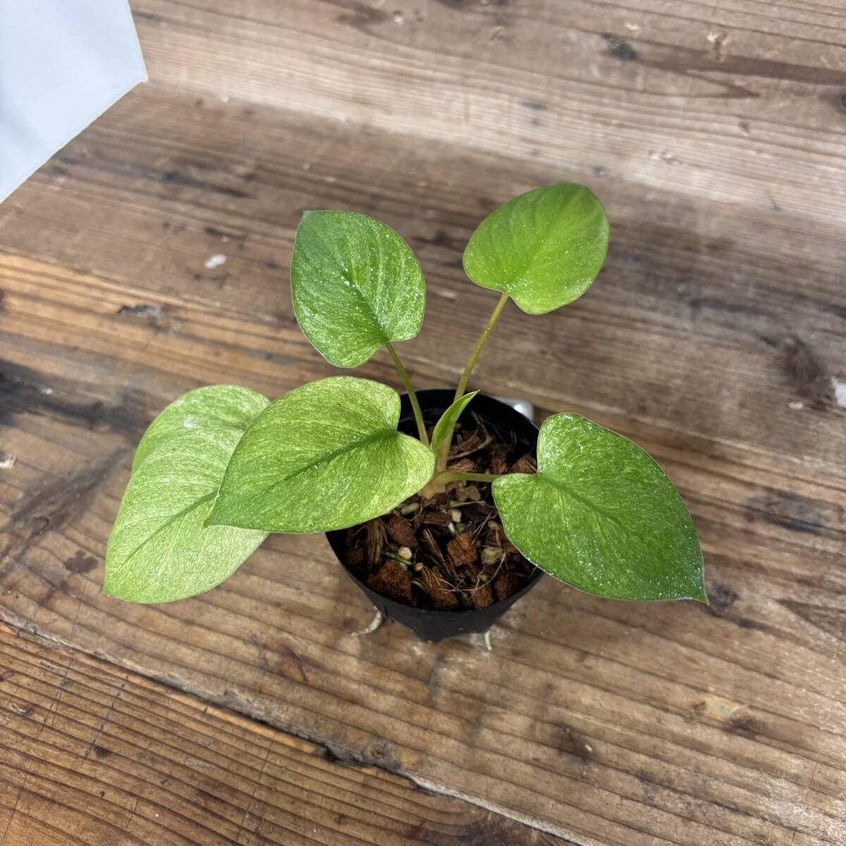 Yahoo!オークション -「モンステラ ミント」(その他) (観葉植物 Yahoo!オークション -「モンステラ ミント」(その他) (観葉植物