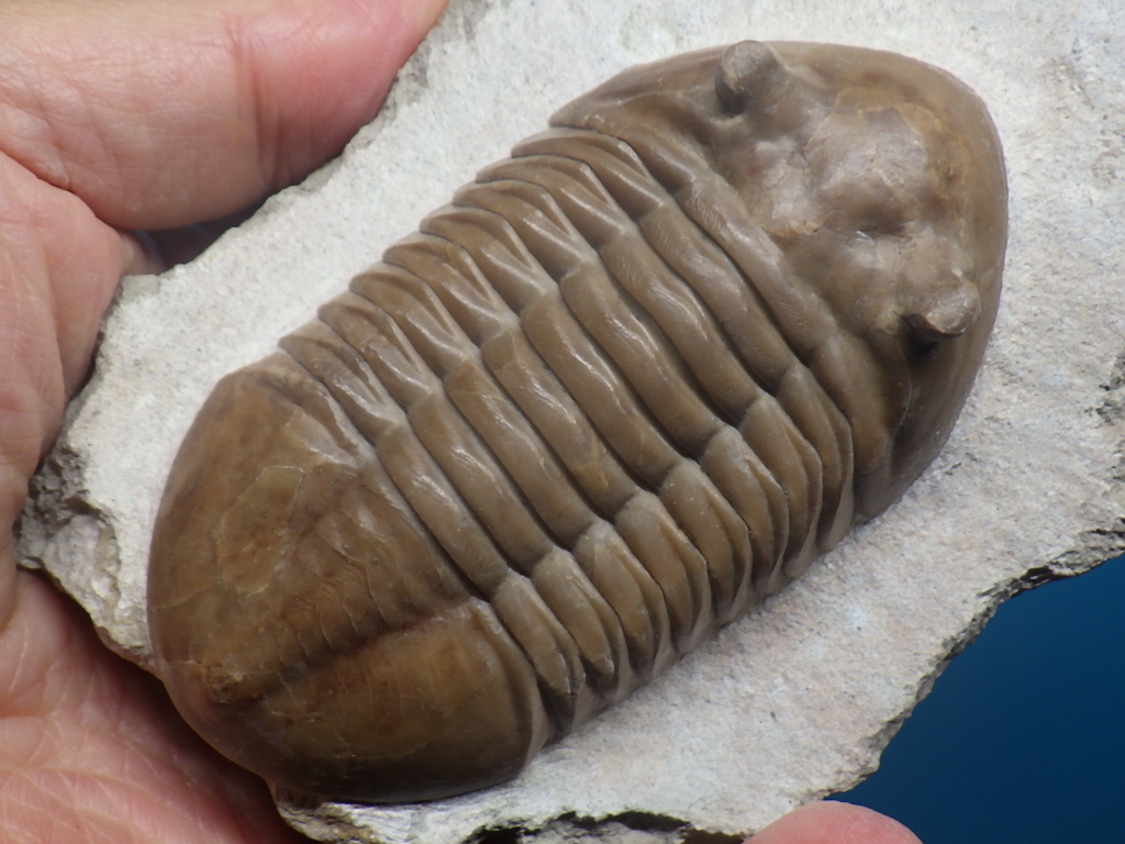 ロシア産三葉虫 Boedaspis ensifer (ボエダスピス エンシファー)