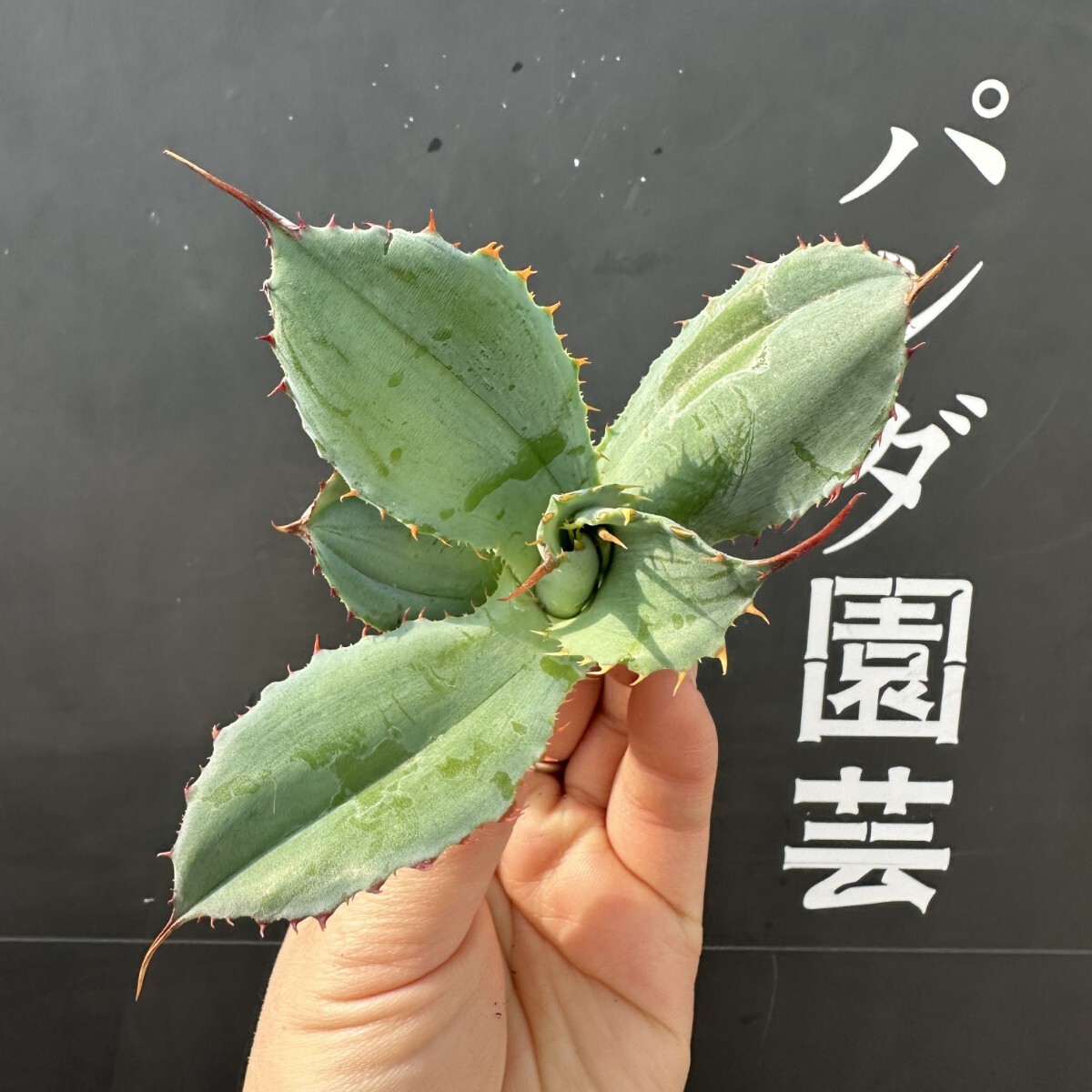 Yahoo!オークション -「(スポーン)」(アガベ) (観葉植物)の落札 Yahoo!オークション -「(スポーン)」(アガベ) (観葉植物)の落札