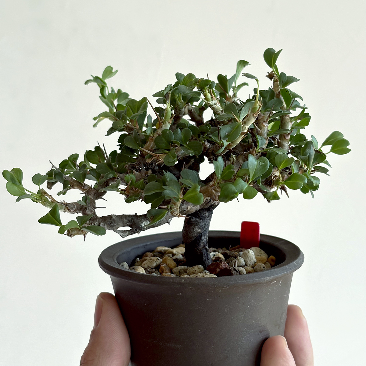 Yahoo!オークション -「龍骨」(観葉植物) の落札相場・落札価格 Yahoo!オークション -「龍骨」(観葉植物) の落札相場・落札価格