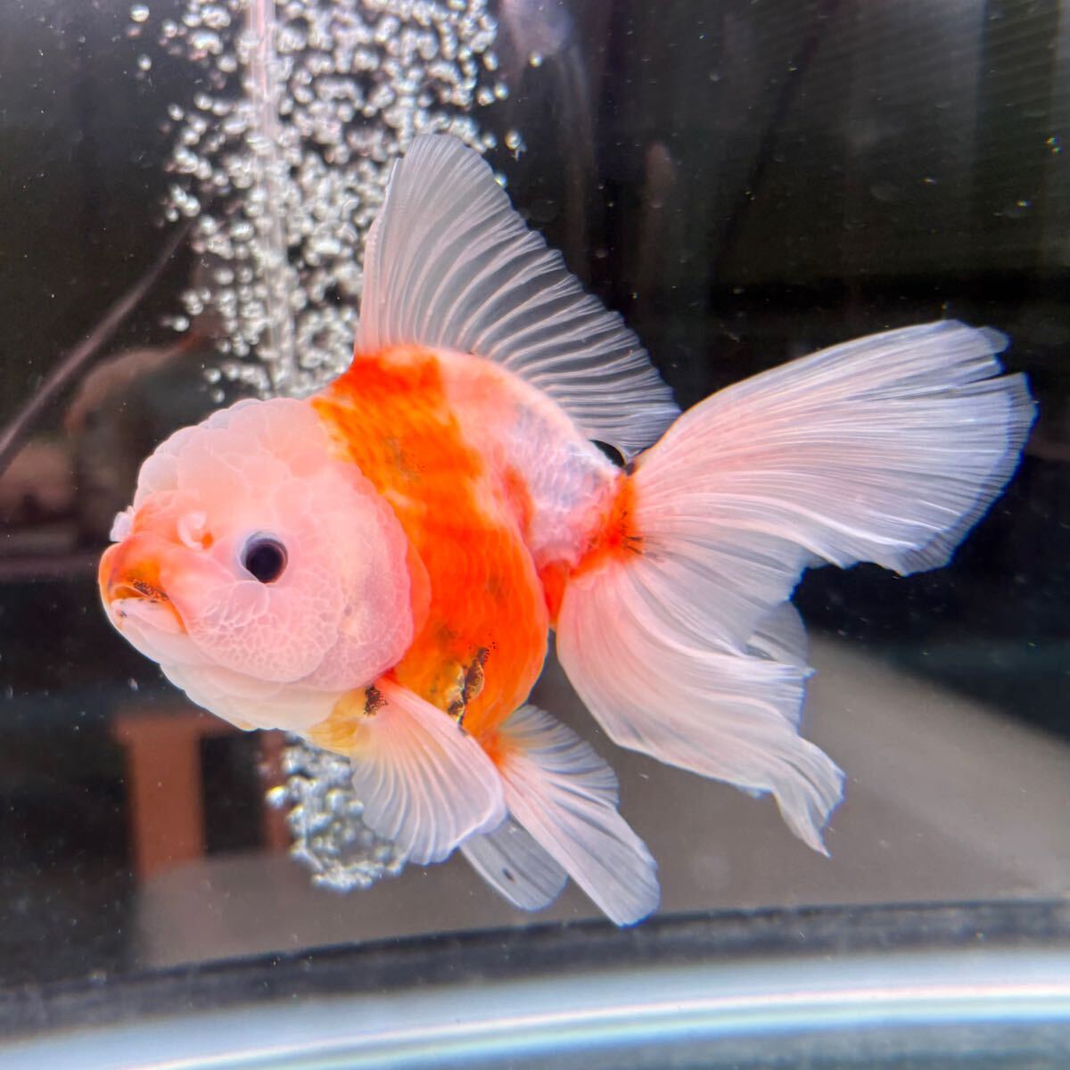 Yahoo!オークション -「金魚 オランダ ローズテール」の落札相場
