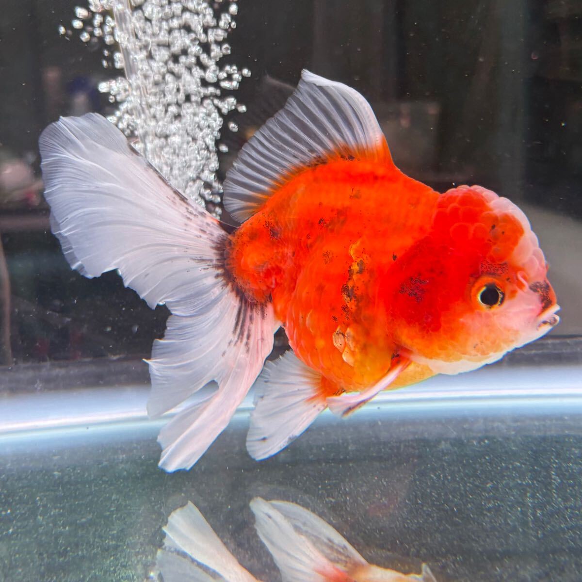 Yahoo!オークション -「金魚 オランダ ローズテール」の落札相場