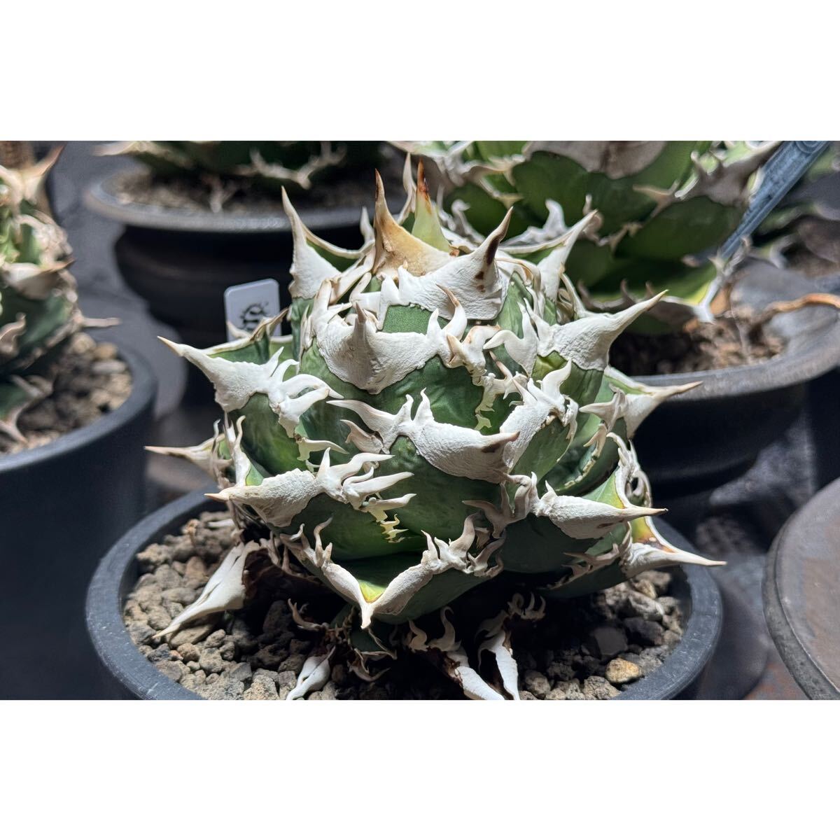 Yahoo!オークション -「extra」(観葉植物) の落札相場・落札価格 Yahoo!オークション -「extra」(観葉植物) の落札相場・落札価格