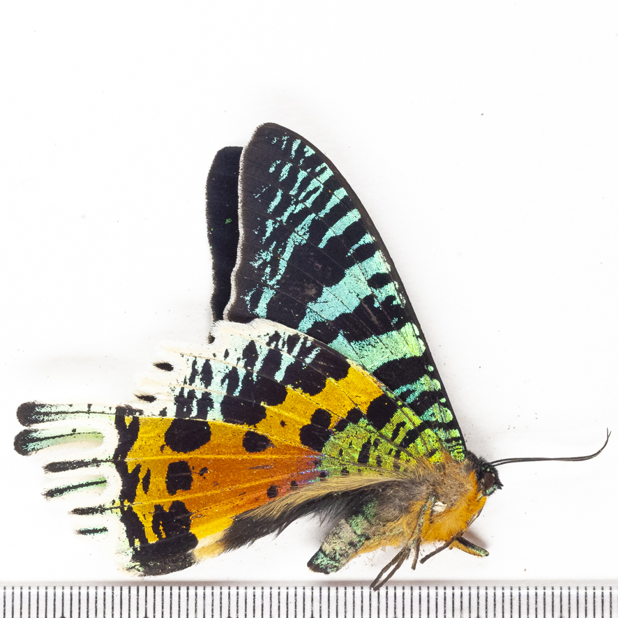 標本 ニシキオオツバメガ 蛾 標本】ニシキオオツバメガ - メルカリ