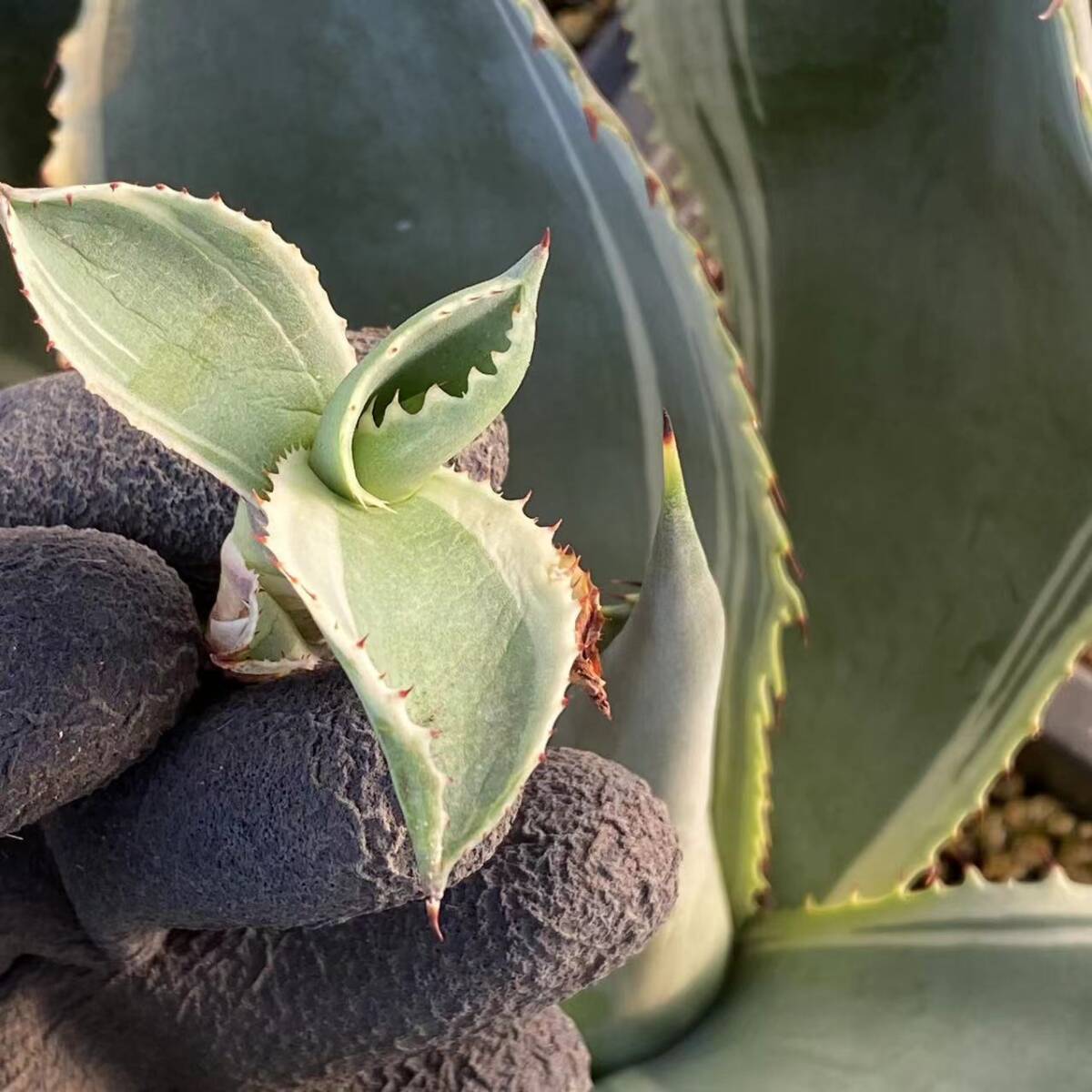Yahoo!オークション -「セルシー」(アガベ) (観葉植物)の落札 Yahoo!オークション -「セルシー」(アガベ) (観葉植物)の落札