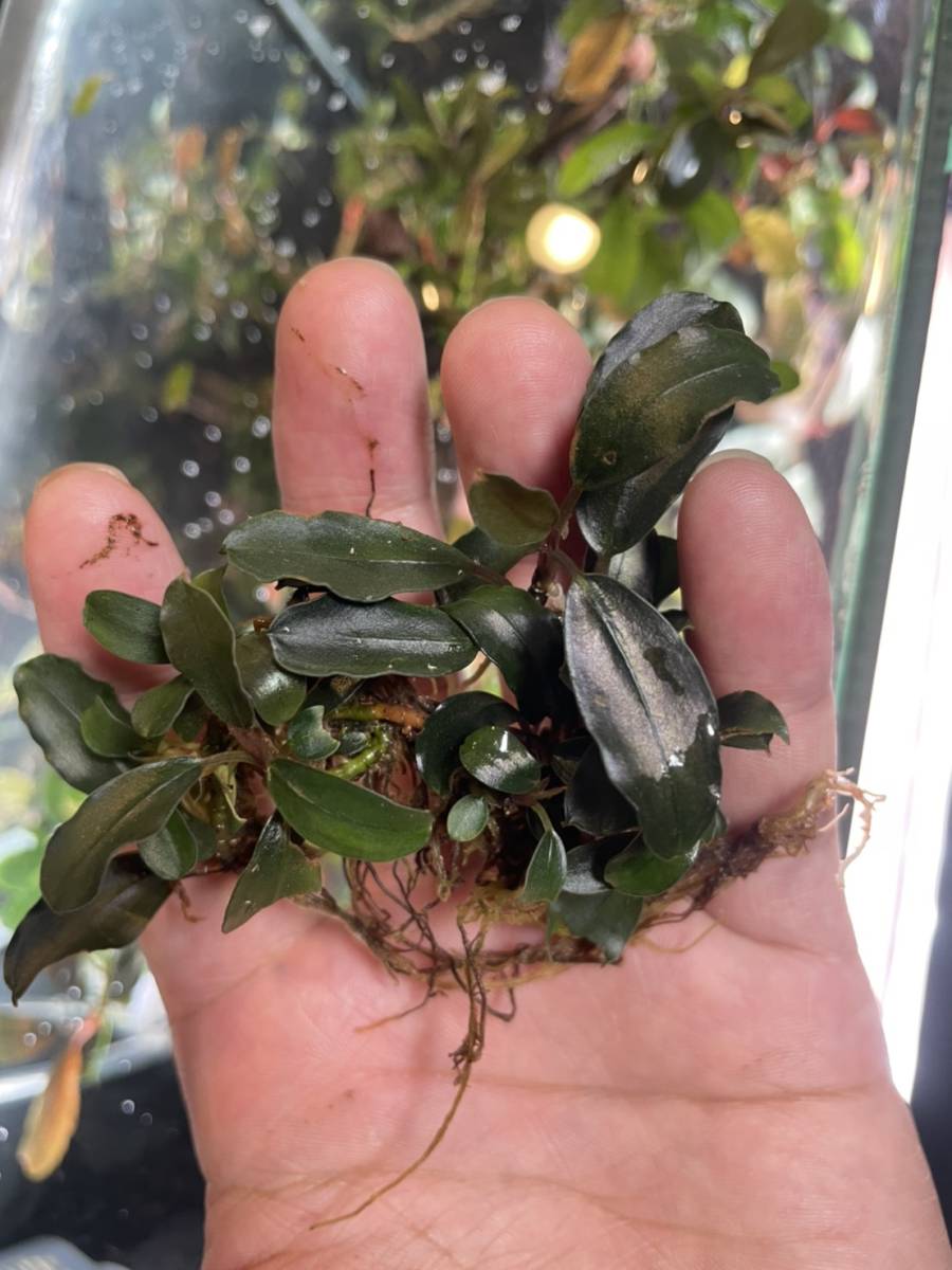 rougeさん専用 ブセファランドラブルーメロン2株 Yahoo!オークション - Bucephalandra sp. Blue Melon