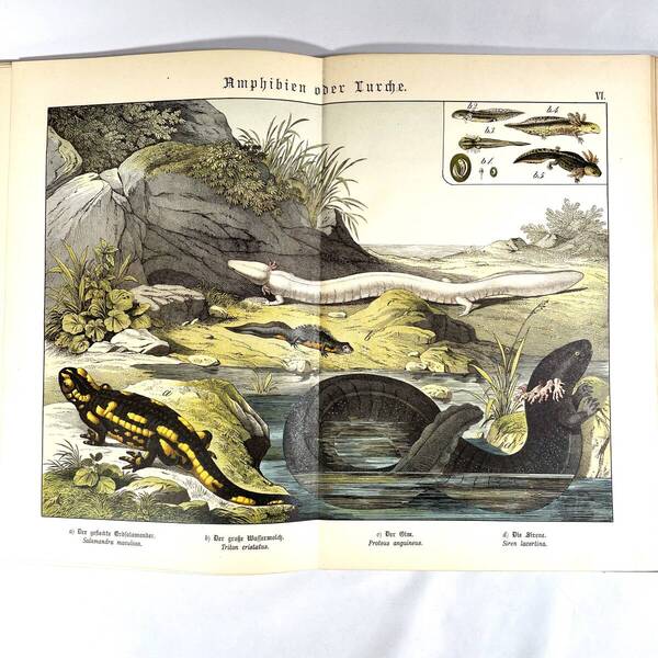 ドイツの図鑑「爬虫類、両生類、魚類、昆虫、甲殻類、蠕虫、軟体動物、棘皮動物、植物動物および原生動物の自然史」1886年刊 カラー石版画