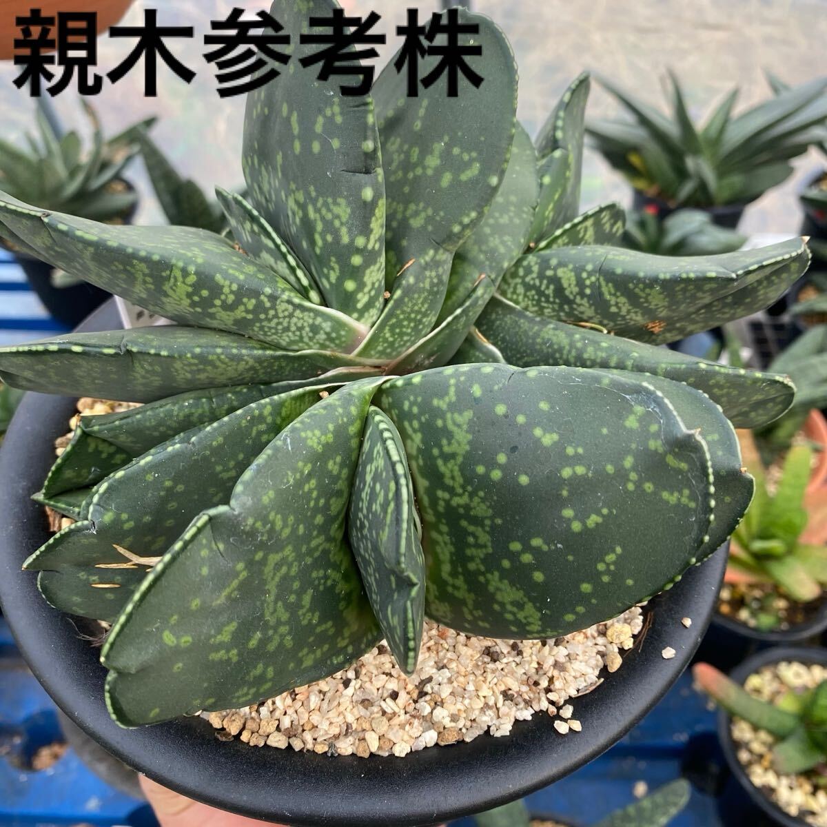 Yahoo!オークション -「ガステリア 恐竜」(サボテン) (観葉植物 Yahoo!オークション -「ガステリア 恐竜」(サボテン) (観葉植物