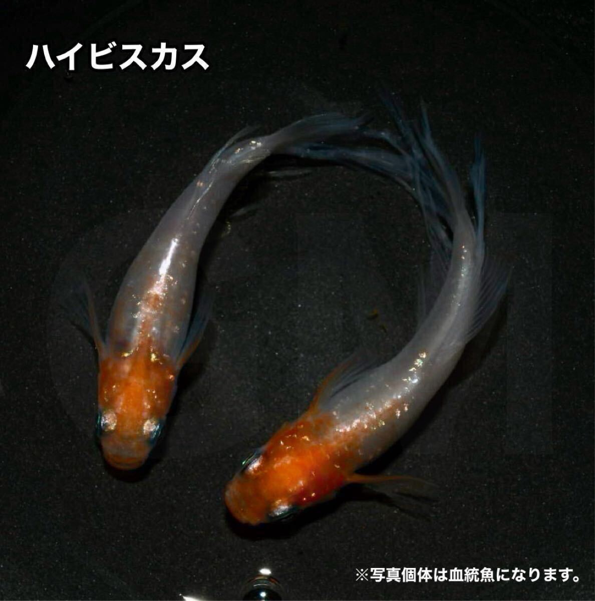 Yahoo!オークション -「めだか ハイビスカス」(ペット、生き物