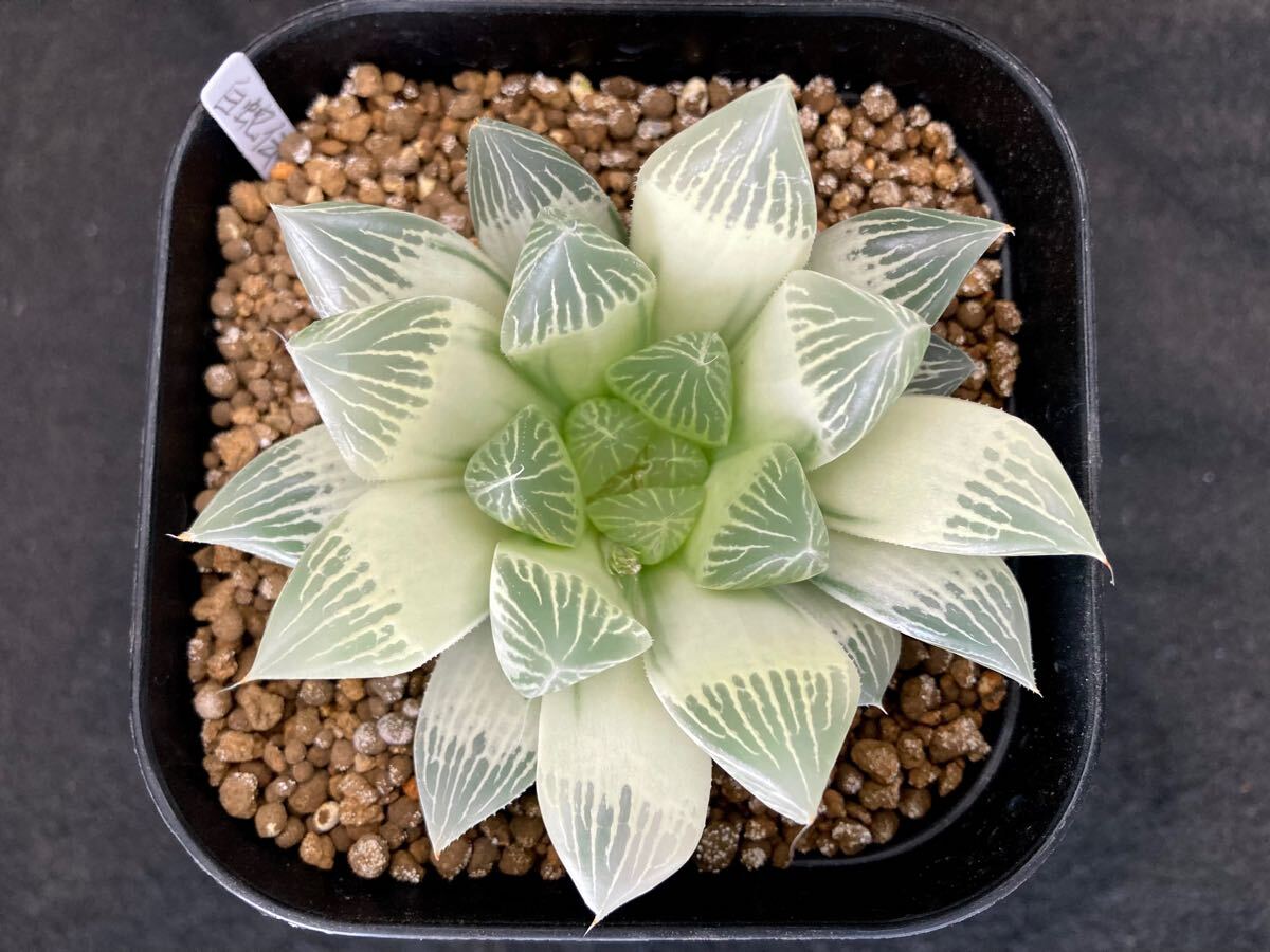 Yahoo!オークション -「ハオルチア 白蛇伝」(観葉植物) の落札 Yahoo!オークション -「ハオルチア 白蛇伝」(観葉植物) の落札