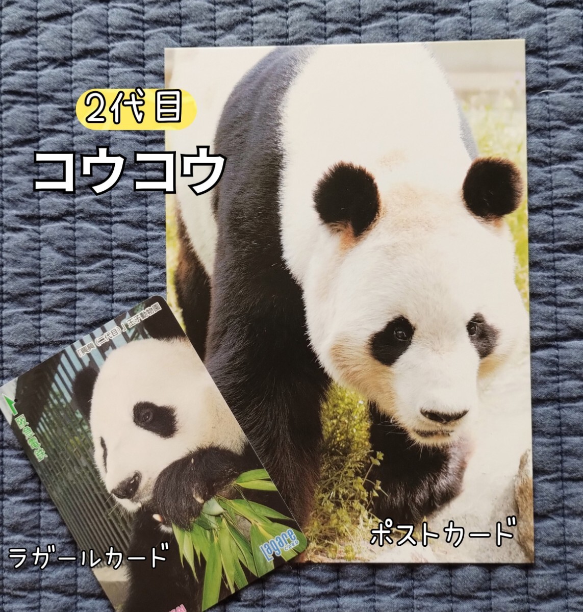 Yahoo!オークション -「タンタン」(パンダ) (動物)の落札相場 Yahoo!オークション -「タンタン」(パンダ) (動物)の落札相場