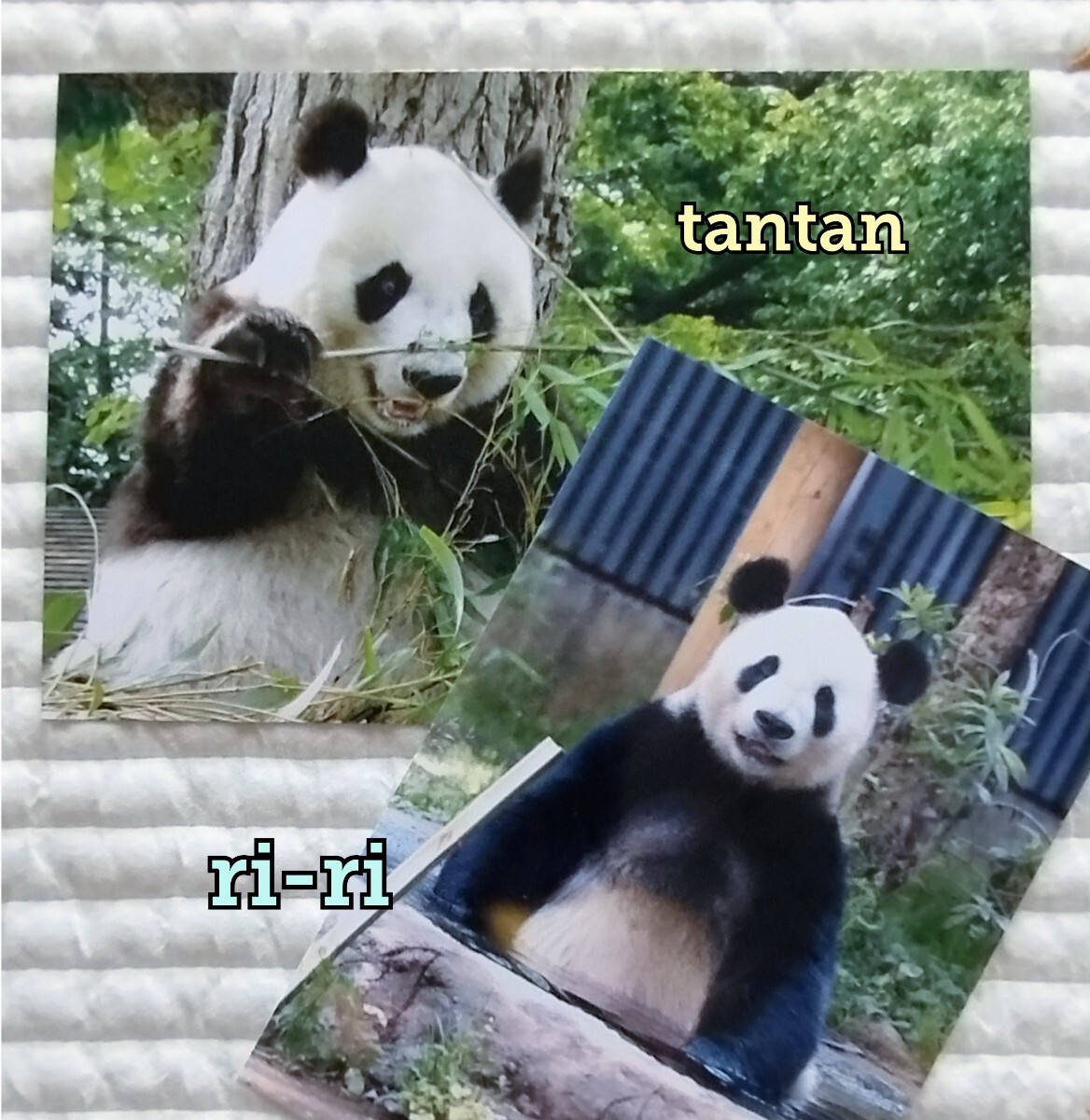 Yahoo!オークション -「タンタン」(パンダ) (動物)の落札相場 Yahoo!オークション -「タンタン」(パンダ) (動物)の落札相場