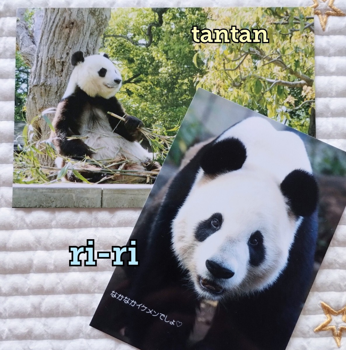 Yahoo!オークション -「タンタン」(パンダ) (動物)の落札相場 Yahoo!オークション -「タンタン」(パンダ) (動物)の落札相場