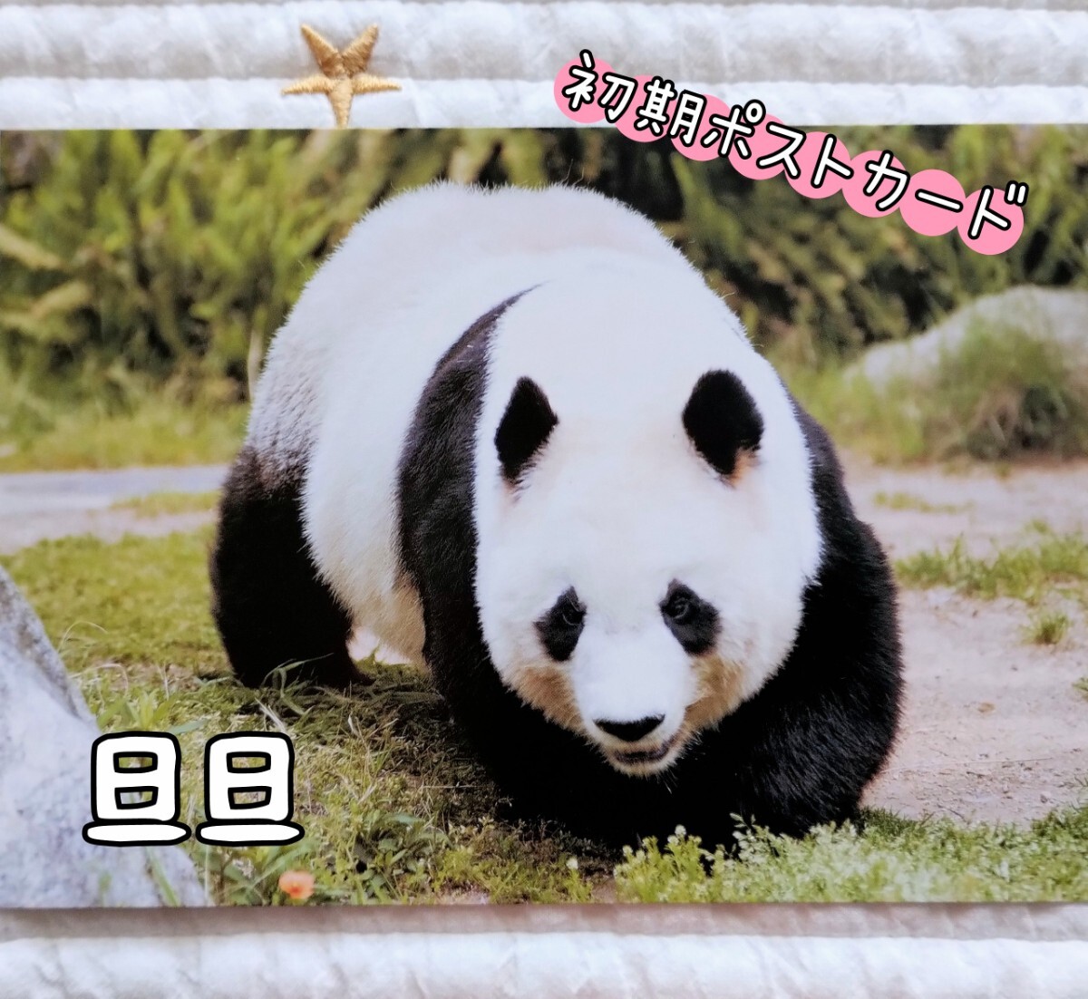 Yahoo!オークション -「タンタン」(パンダ) (動物)の落札相場 Yahoo!オークション -「タンタン」(パンダ) (動物)の落札相場