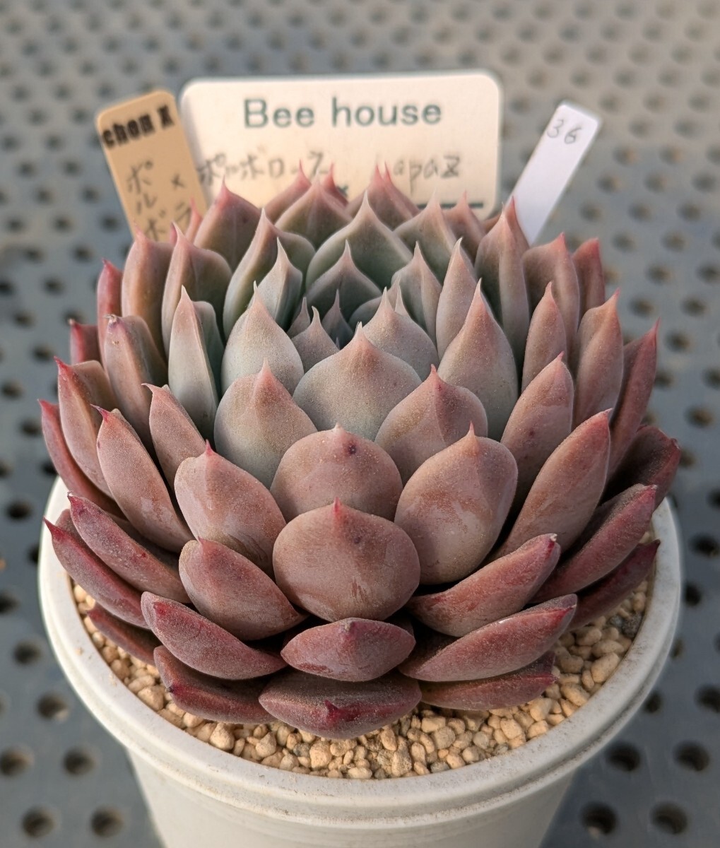 Yahoo!オークション -「beehouse エケベリア」の落札相場・落札価格 Yahoo!オークション -「beehouse エケベリア」の落札相場・落札価格