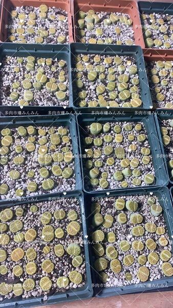 多肉植物 リトープス 黄巴厘玉 セット ランダム8苗 写真と同じような