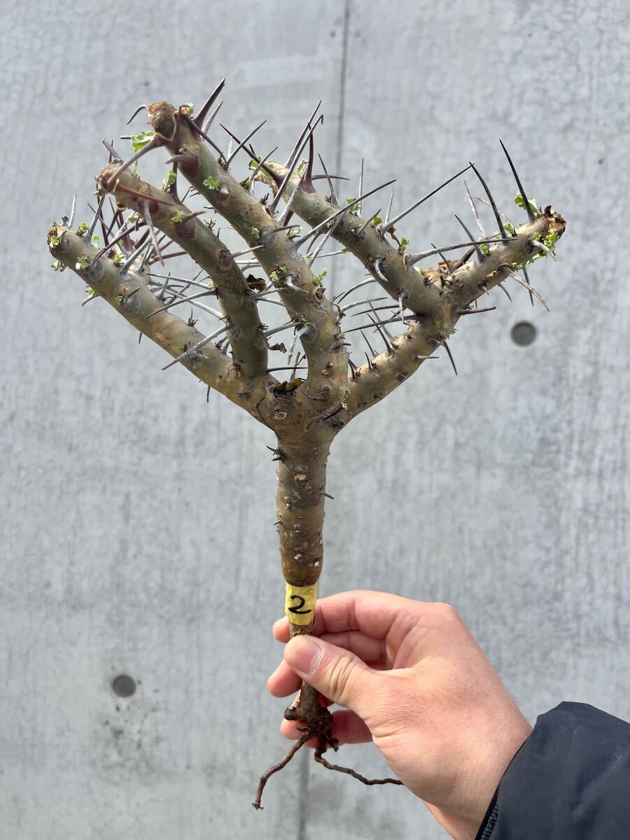 Yahoo!オークション -「パキプス 現地発根」(観葉植物) の落札 Yahoo!オークション -「パキプス 現地発根」(観葉植物) の落札