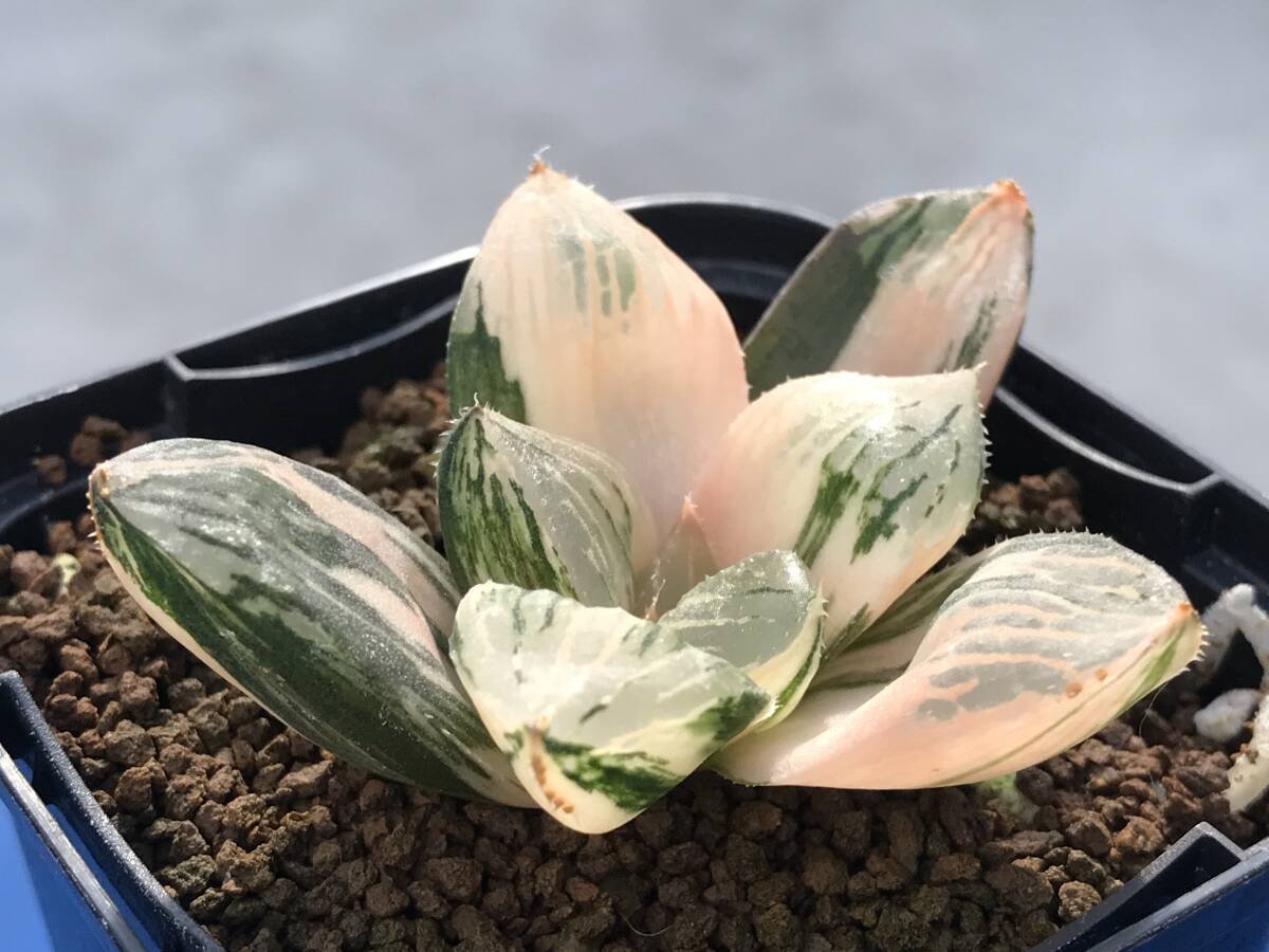 Yahoo!オークション -「ジェリーフィッシュ」(観葉植物) の落札 Yahoo!オークション -「ジェリーフィッシュ」(観葉植物) の落札