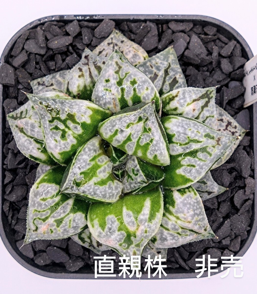 Yahoo!オークション -「カンタロープ」(サボテン) (観葉植物)の Yahoo!オークション -「カンタロープ」(サボテン) (観葉植物)の