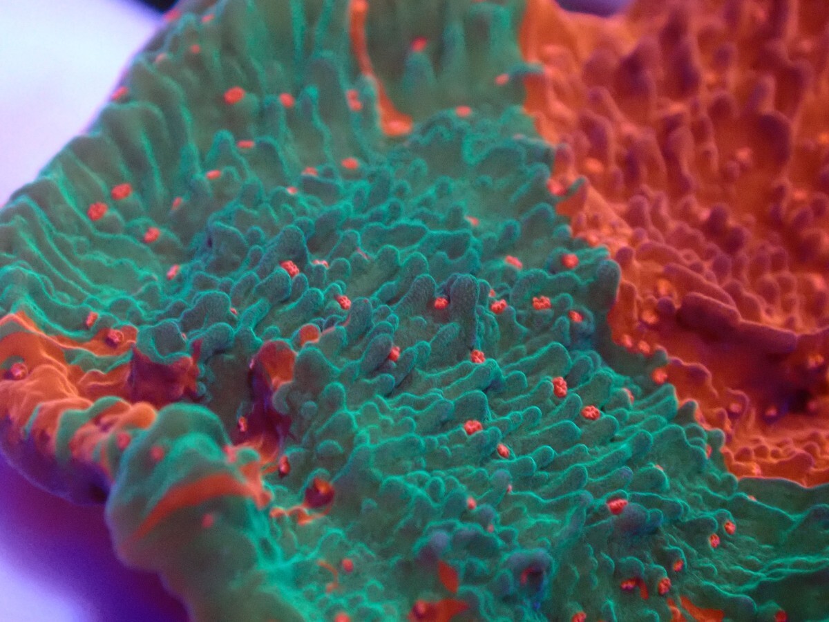 Yahoo!オークション -「モンティー」(魚類、水生生物) の落札