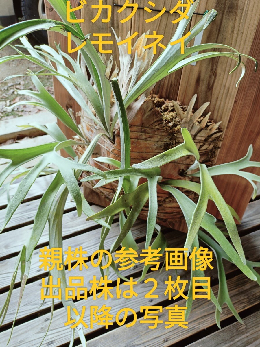 Yahoo!オークション -「ビカクシダ レモイネイ」(観葉植物) の Yahoo!オークション -「ビカクシダ レモイネイ」(観葉植物) の