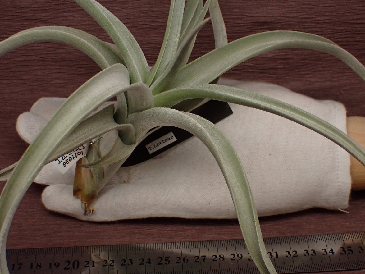チランジア・ロッテアエ Tillandsia lotteae 育て方 図鑑
