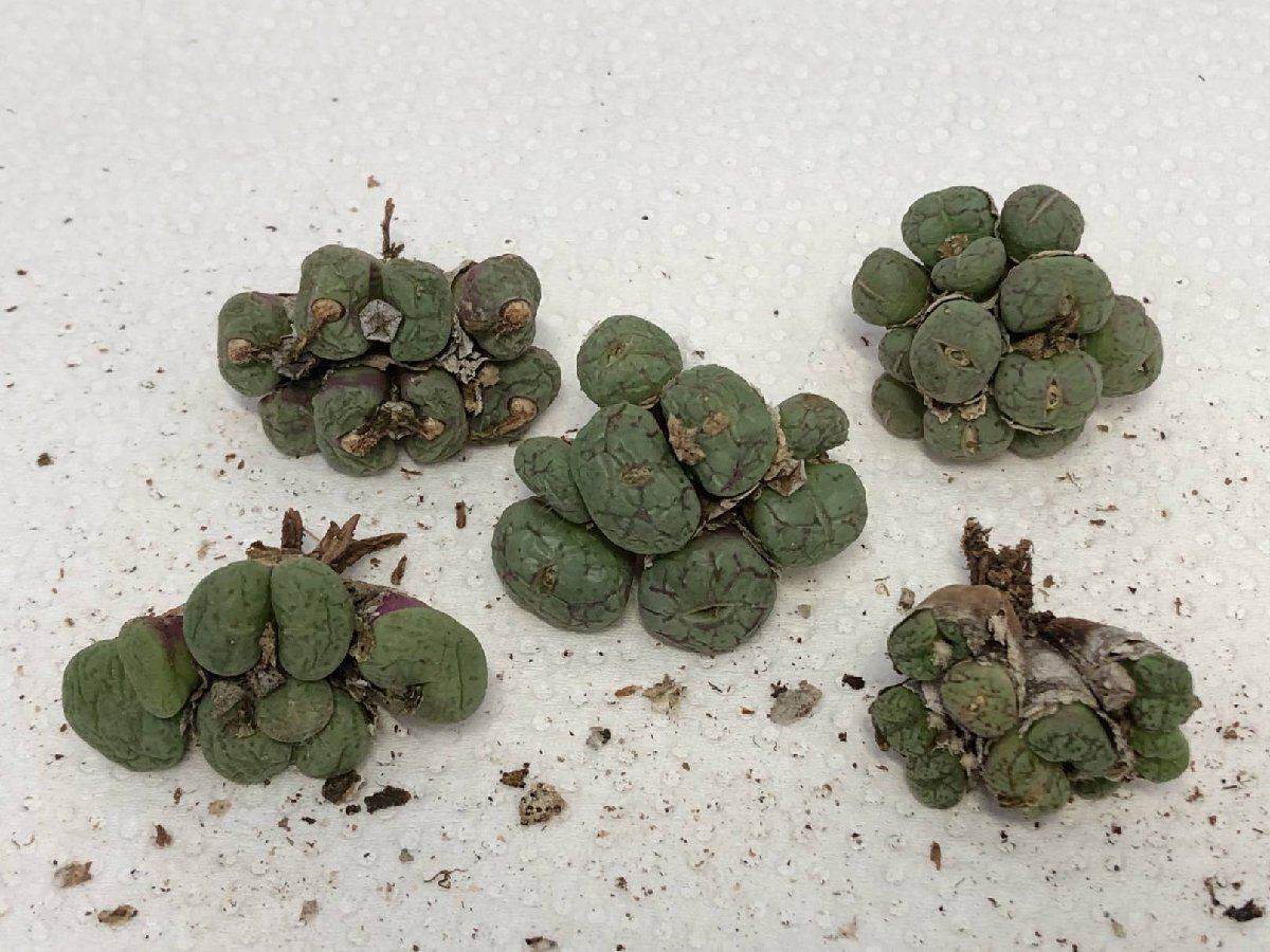 Yahoo!オークション -「conophytum obcordellum」の落札相場