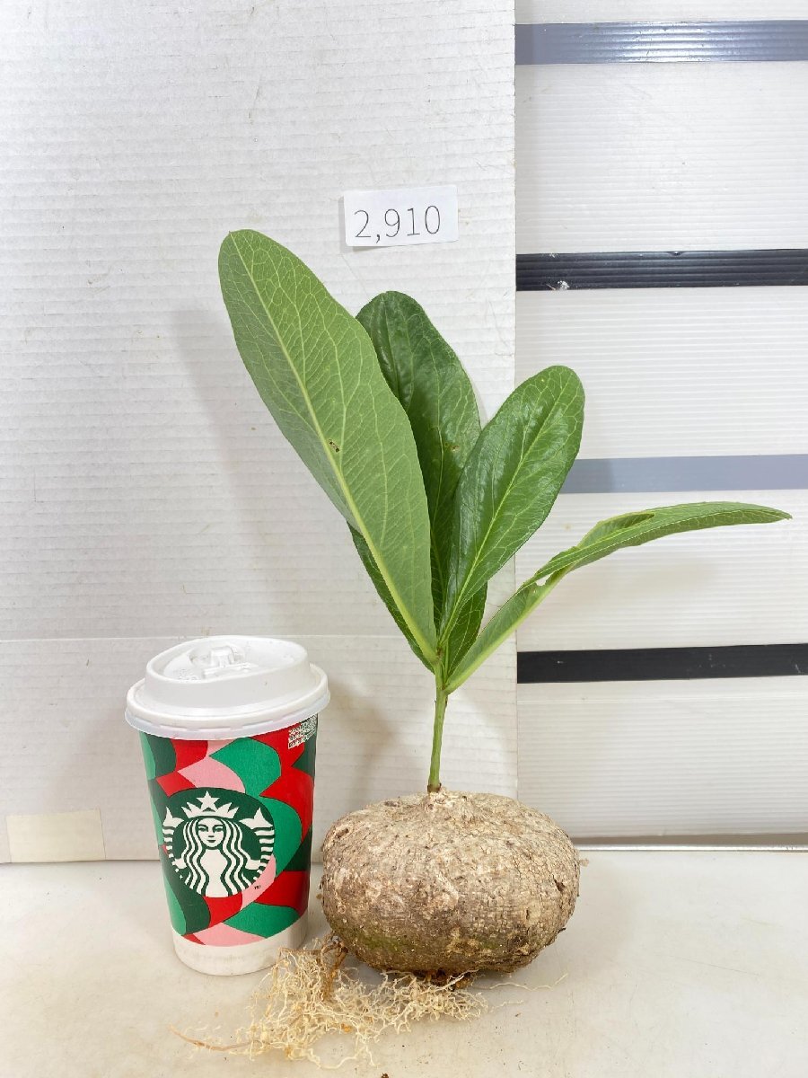 Yahoo!オークション -「オバタ」(その他) (観葉植物)の落札相場