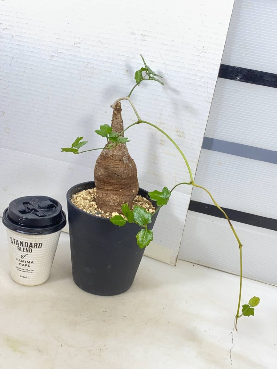 Yahoo!オークション -「モンタグナッキー」(その他) (観葉植物 Yahoo!オークション -「モンタグナッキー」(その他) (観葉植物