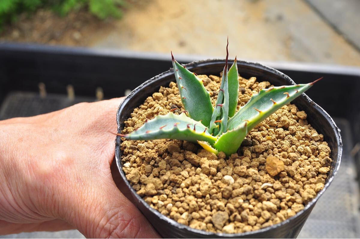 Yahoo!オークション -「スカブラ」(アガベ) (観葉植物)の落札