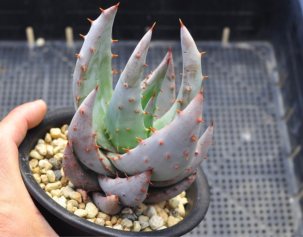 Yahoo!オークション -「アガベ」(アロエ) (観葉植物)の落札相場