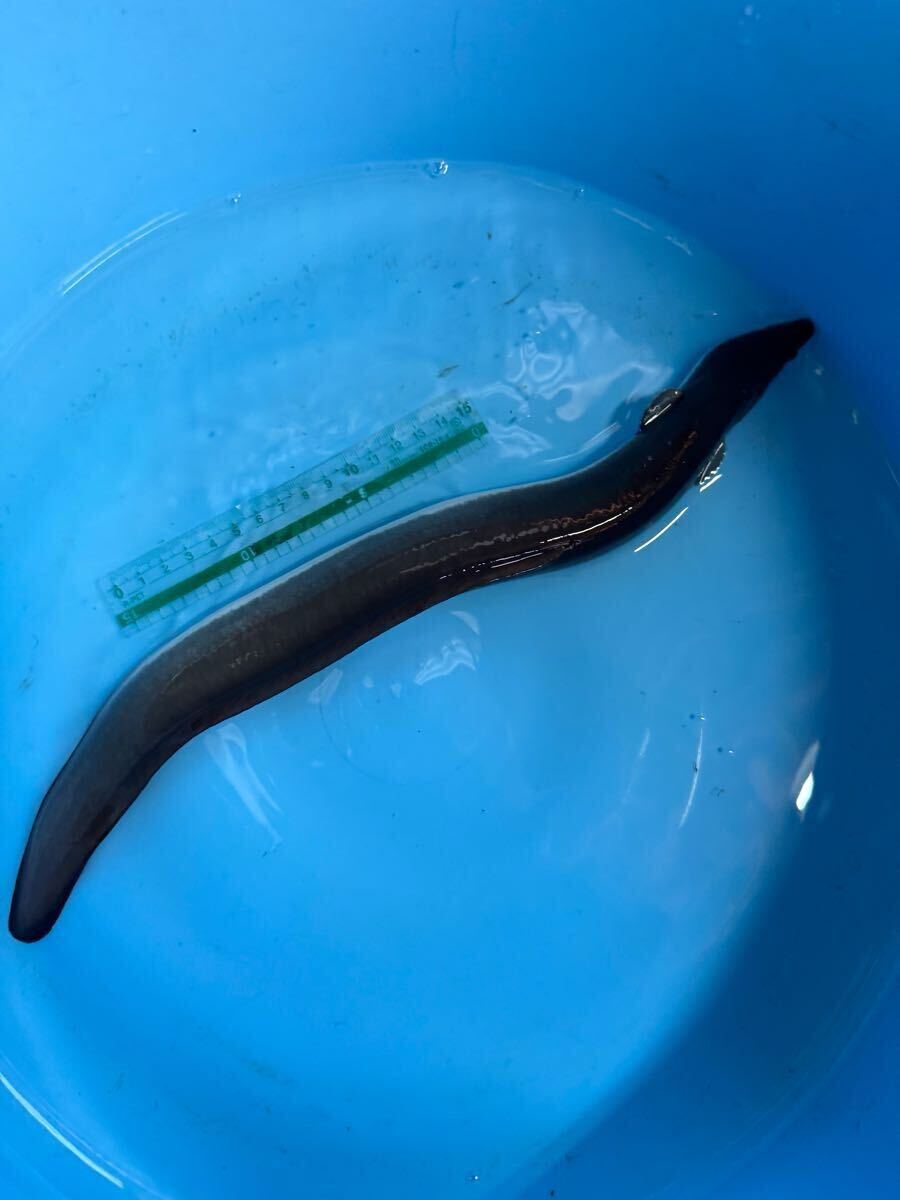 ウナギが突然“パンダ柄” なぜ白×黒に？（2021年7月14日掲載）｜日テレNEWS NNN