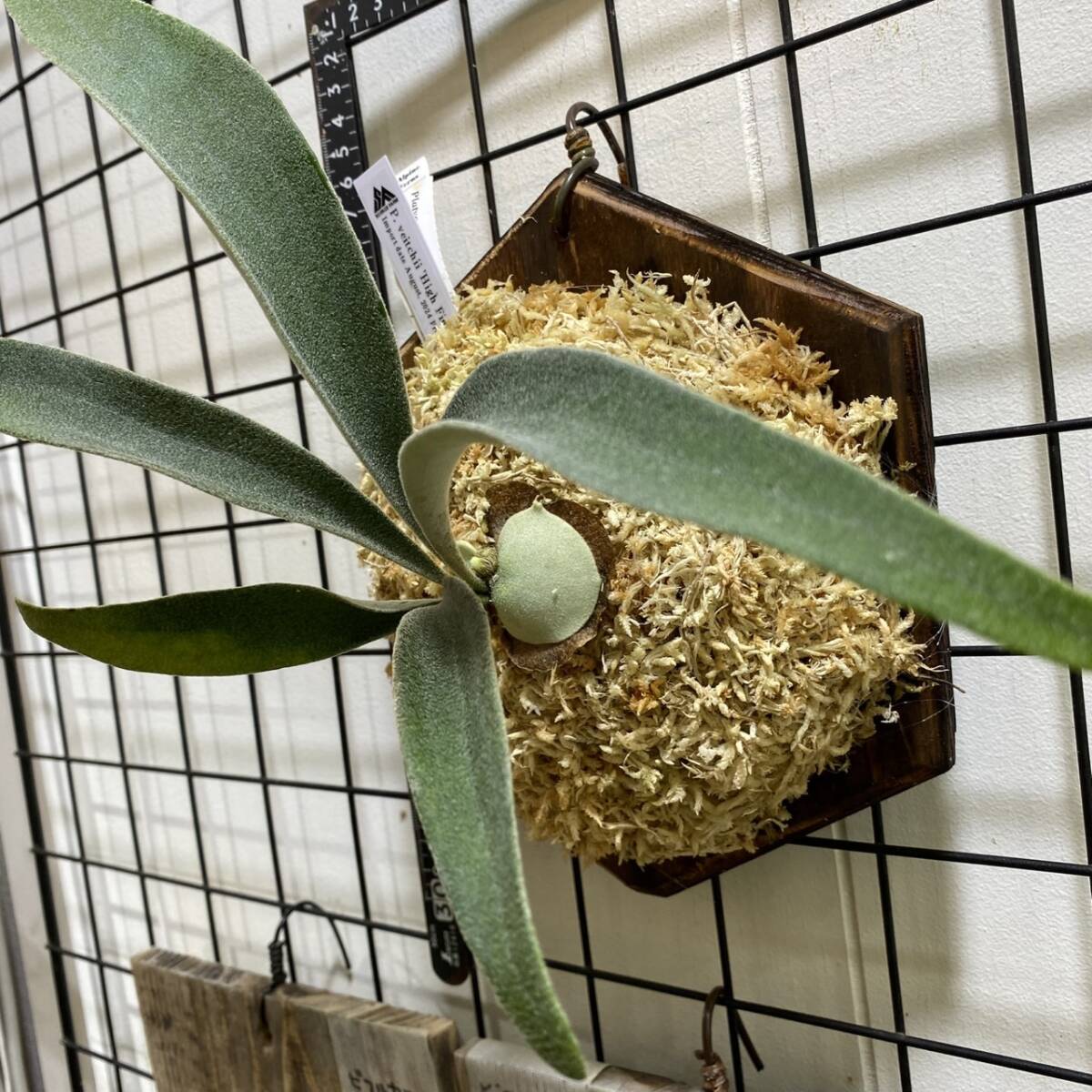 ベイチー ハイフィンガーTC P.Veitchii High finger TC 輸入株 /ビカクシダ Platycerium コウモリラン【観葉植物】 ベイチー ハイフィンガーTC P.Veitchii High finger TC 輸入株 /ビカクシダ Platycerium コウモリラン【観葉植物】