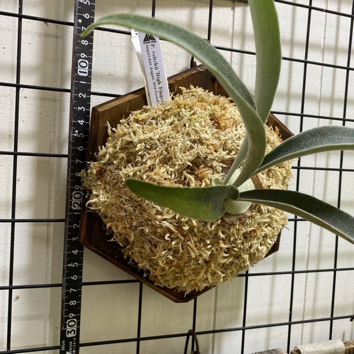 ベイチー ハイフィンガーTC P.Veitchii High finger TC 輸入株 /ビカクシダ Platycerium コウモリラン【観葉植物】 ベイチー ハイフィンガーTC P.Veitchii High finger TC 輸入株 /ビカクシダ Platycerium コウモリラン【観葉植物】