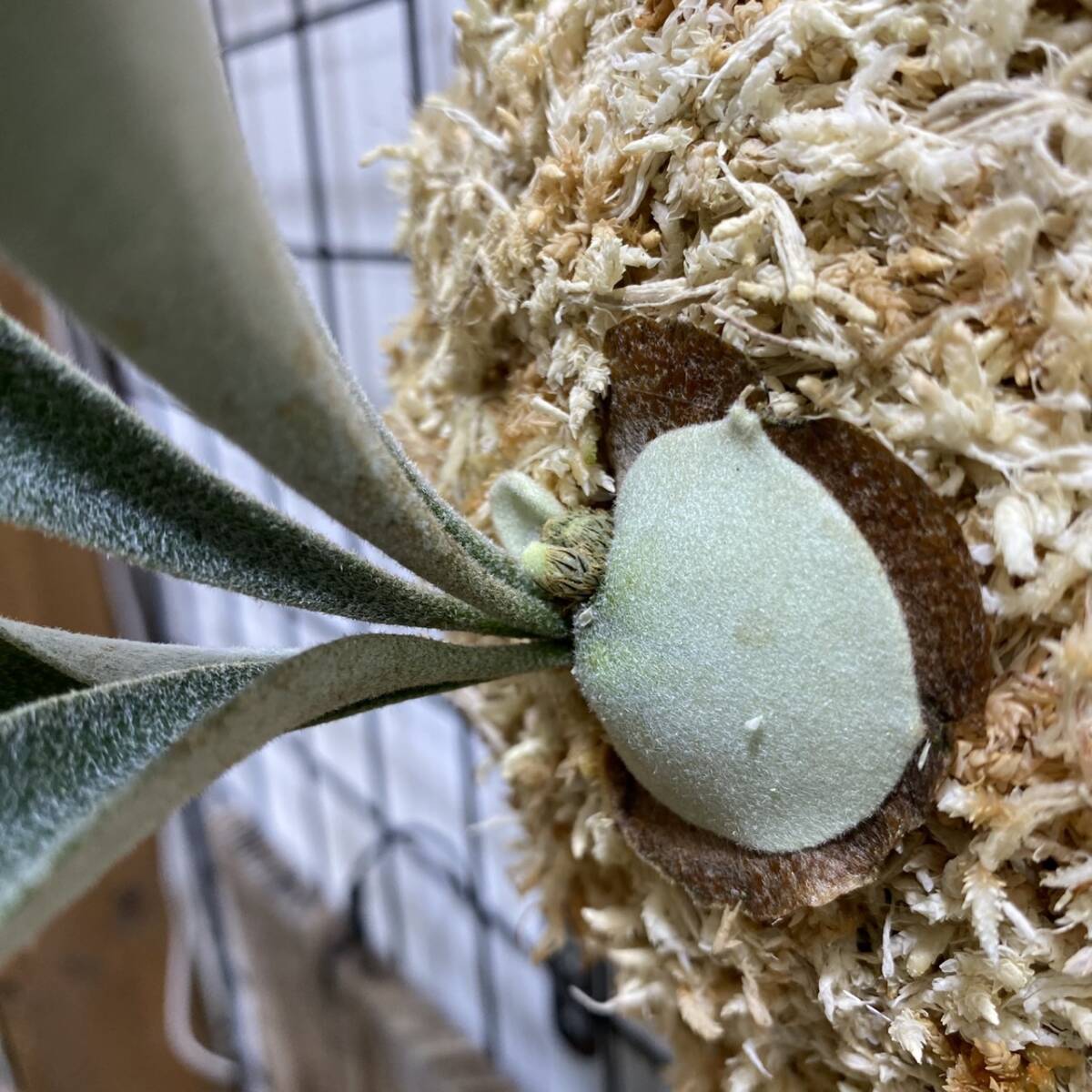 ベイチー ハイフィンガーTC P.Veitchii High finger TC 輸入株 /ビカクシダ Platycerium コウモリラン【観葉植物】 ベイチー ハイフィンガーTC P.Veitchii High finger TC 輸入株 /ビカクシダ Platycerium コウモリラン【観葉植物】