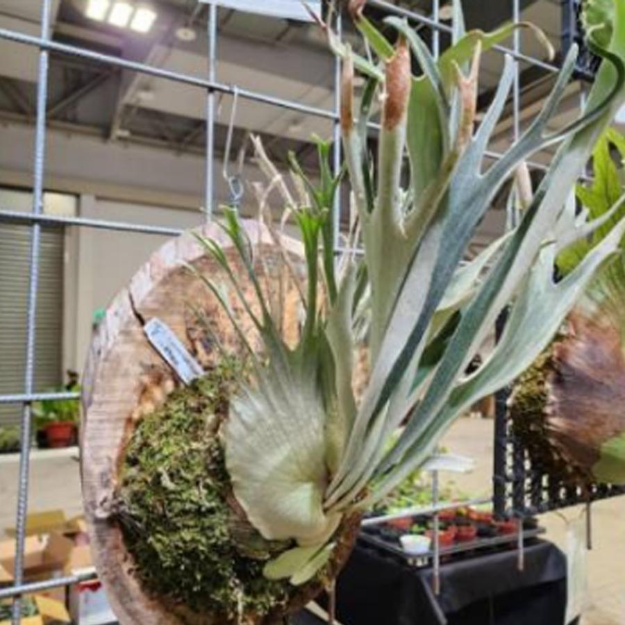 ベイチー ハイフィンガーTC P.Veitchii High finger TC 輸入株 /ビカクシダ Platycerium コウモリラン【観葉植物】 ベイチー ハイフィンガーTC P.Veitchii High finger TC 輸入株 /ビカクシダ Platycerium コウモリラン【観葉植物】