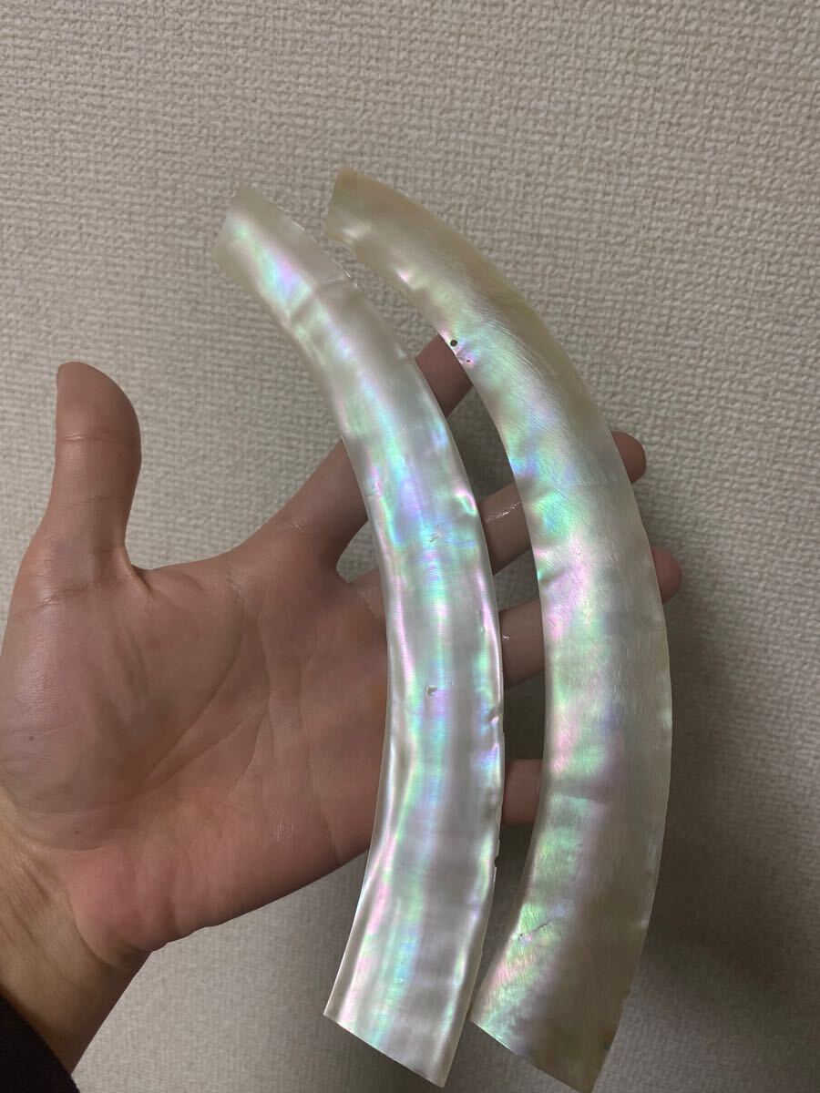 2025年最新】Yahoo!オークション -夜光貝の中古品・新品・未使用
