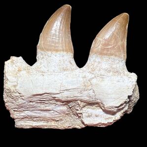 プレミアム品質 プログナトドン・モササウルス 顎化石 希少・本物・魅力的な一品!
