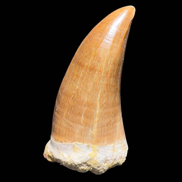 希少!美しいHoffmanni・ホフマニの大型歯(6.8cm)-博物館
