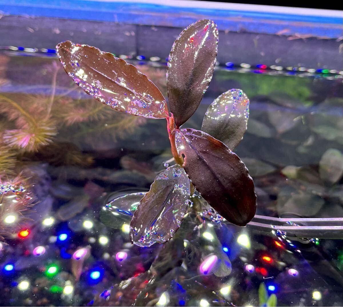 Yahoo!オークション -「ブセファランドラ カリマンタン」(水草 Yahoo!オークション -「ブセファランドラ カリマンタン」(水草