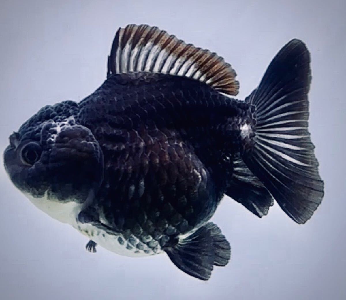 Yahoo!オークション -「黒オランダ獅子頭」(獅子頭) (金魚)の落札相場・落札価格 Yahoo!オークション -「黒オランダ獅子頭」(獅子頭) (金魚)の落札相場・落札価格