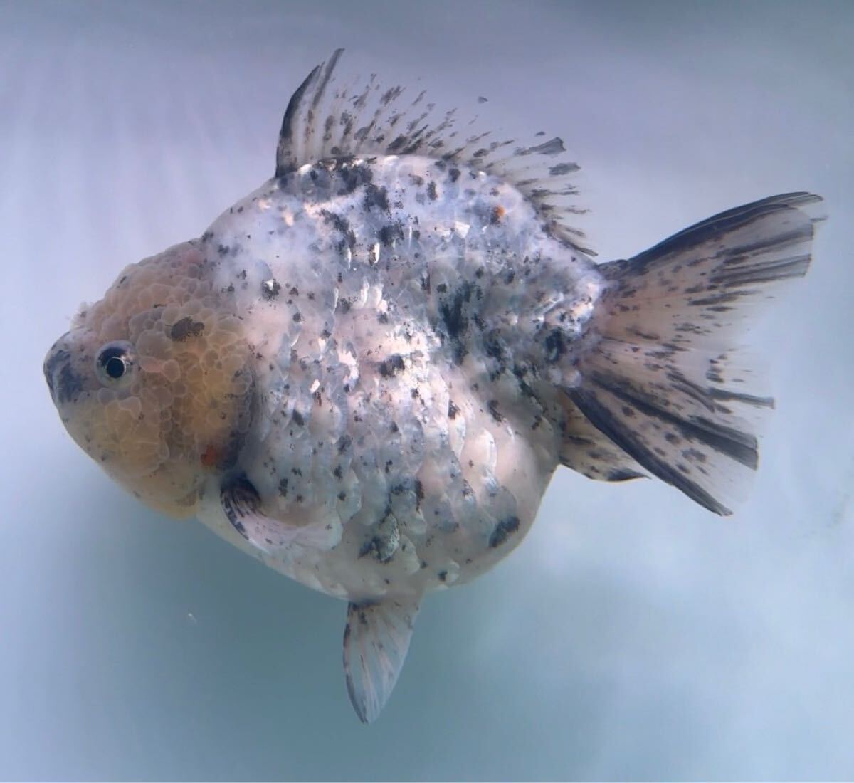 Yahoo!オークション -「(ヤン)」(金魚) (魚類、水生生物)の落札相場・落札価格 Yahoo!オークション -「(ヤン)」(金魚) (魚類、水生生物)の落札相場・落札価格
