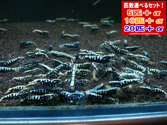 [LOWKEYS] рыба bo-n snow цветок 5 шт +α комплект [ low ключ z]