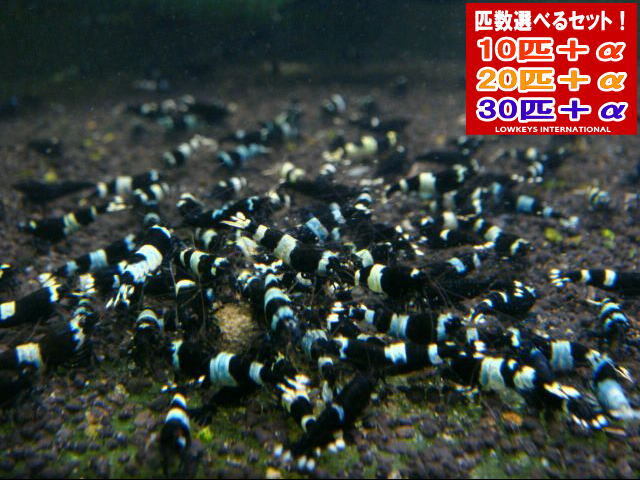 [LOWKEYS] черный тень шримс 10 шт +α комплект [ low ключ z]