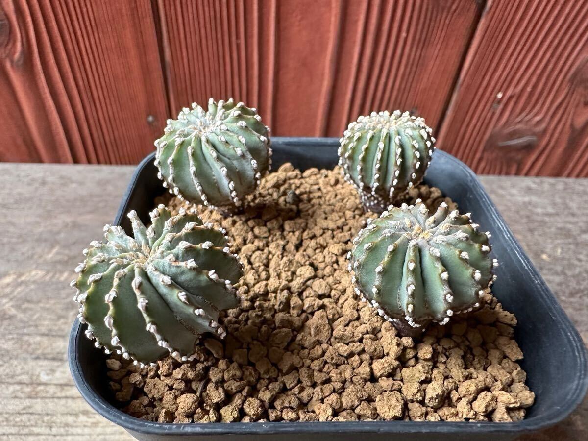 Yahoo!オークション -「メキシカーナ」(サボテン) (観葉植物)の Yahoo!オークション -「メキシカーナ」(サボテン) (観葉植物)の