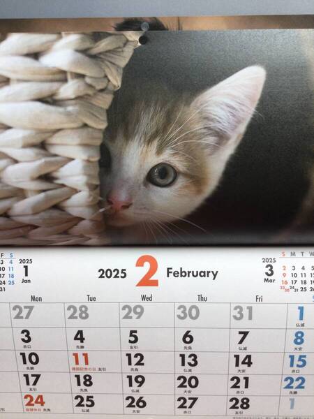 ☆☆未使用品☆☆ 2025年 ペットカレンダー 犬 猫 令和7年 動物 アニマル 令和 7年
