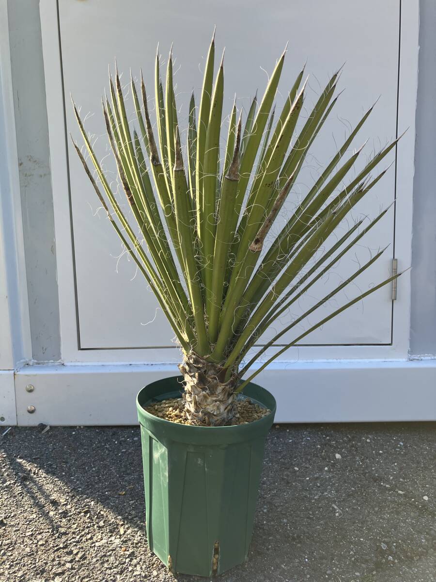 Yahoo!オークション -「フィリフェラ」(ユッカ) (観葉植物)の