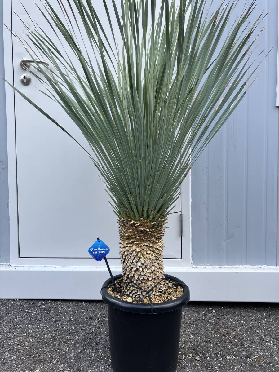 Yahoo!オークション -「ブルーサンダー」(観葉植物) の落札相場 Yahoo!オークション -「ブルーサンダー」(観葉植物) の落札相場