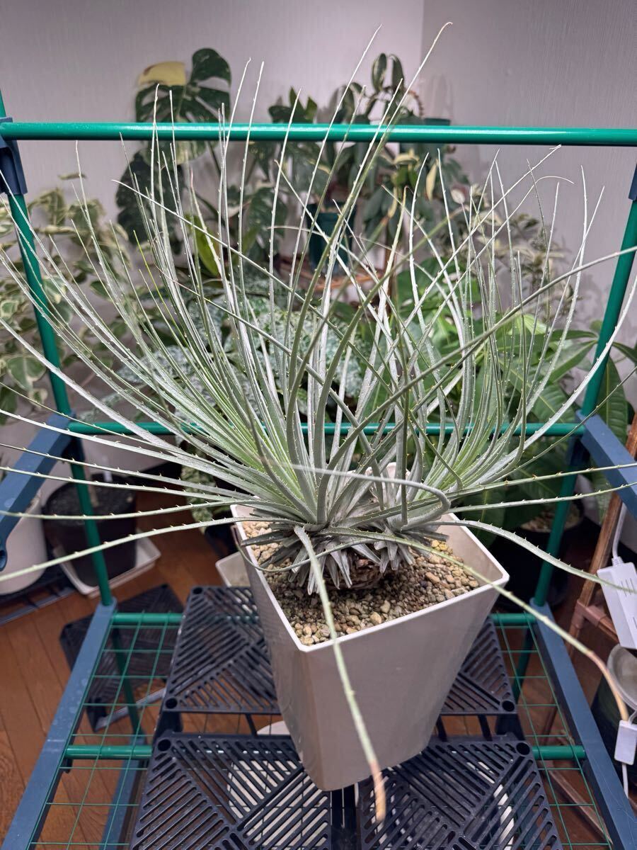 Yahoo!オークション -「プヤ セルーレア」(観葉植物) の落札相場 Yahoo!オークション -「プヤ セルーレア」(観葉植物) の落札相場